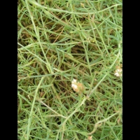 Resedacees - Reseda Glauca L (pyrennees)(02)